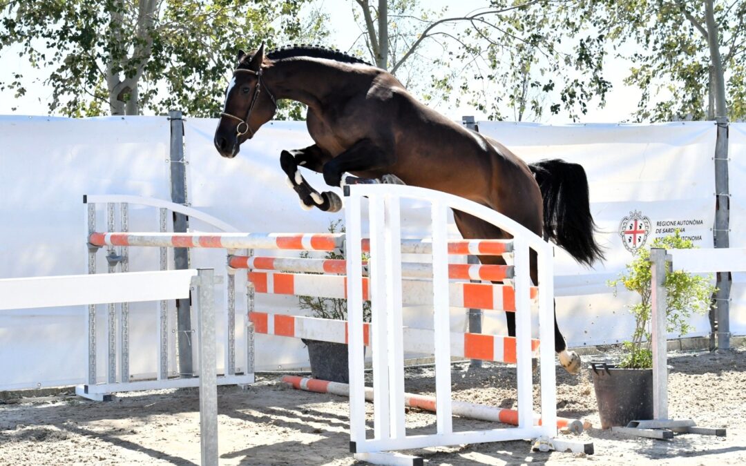 Kairi’s Dream è risultato il miglior cavallo